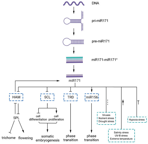 Functions of miR171 and its target genes in plants.