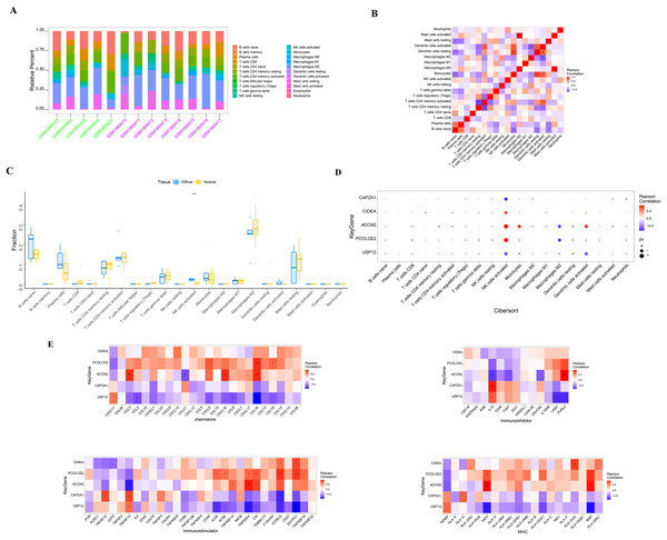 Immune cell infiltration in nodular and diffuse hyperplasia tissues, and immune association analysis of key genes.