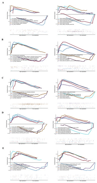 GSEA plot showing most enriched GO terms and KEGG pathways of key genes.