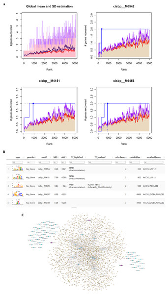 Motif prediction and miRNAs-lncRNAs of key genes. (A) The transcription factors were enriched using cumulative recovery curves. (B) The top five enriched motifs and corresponding transcription factors of NES for key genes. (C) The possible miRNAs and lncRNAs prediction and analysis of five key genes through miRWalk database and ENCORI database respectively, and a ceRNA network was constructed by cytoscape.