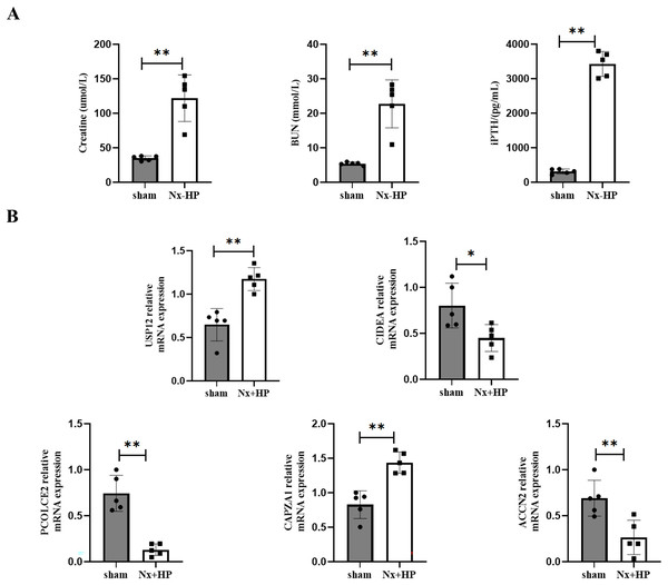 Key genes expression in animal models of SHPT.