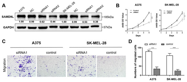 Validation of SAMD9L in melanoma.