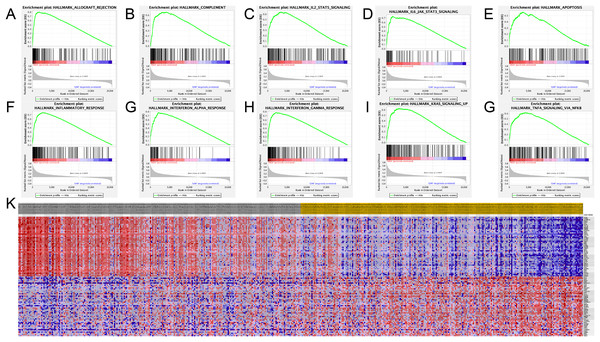 Significant related genes and hallmarks pathways in SKCM obtained by GSEA.