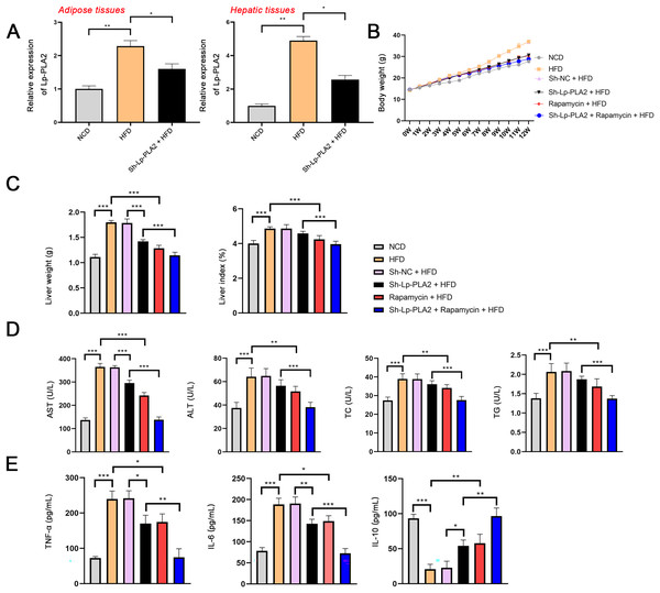 Silencing of Lp-PLA2 and promoting of autophagy alleviates liver injury and inflammation in high-fat diet (HFD)-induced nonalcoholic steatohepatitis (NASH) mice.