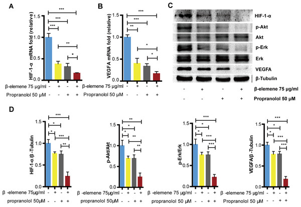 Combinatorial treatment of β-elemene and propranolol inhibits the expression of HIF-1- α and VEGFA in HemECs.