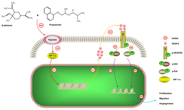 Schematic diagram of the possible mechanisms of action of the combinatorial treatment using β-elemene and propranolol on hemangioma.