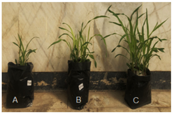 The maize cultivars in control (A) hydropriming (B) and biopriming with Trichoderma (C) under green house conditions.