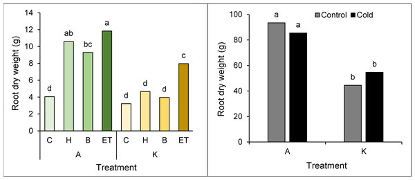Comparison of the average interaction (cultivar * pretreatment) (A) and (cultivar * cold) (B) on the dry weight of maize root.