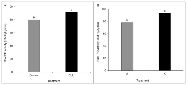 Comparison of the mean of the main effect of cold (A) and cultivar (B) on maize leaf peroxidase activity.