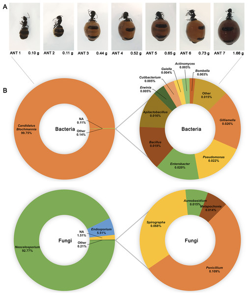 The bacterial and fungal microbiomes of the honeypot ant are both dominated by individual species.