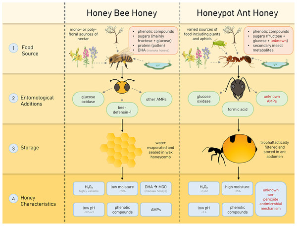 Characteristics of honey bee (Apis mellifera) honey and honeypot ant (Camponotus inflatus) honey that contribute to their antimicrobial properties.