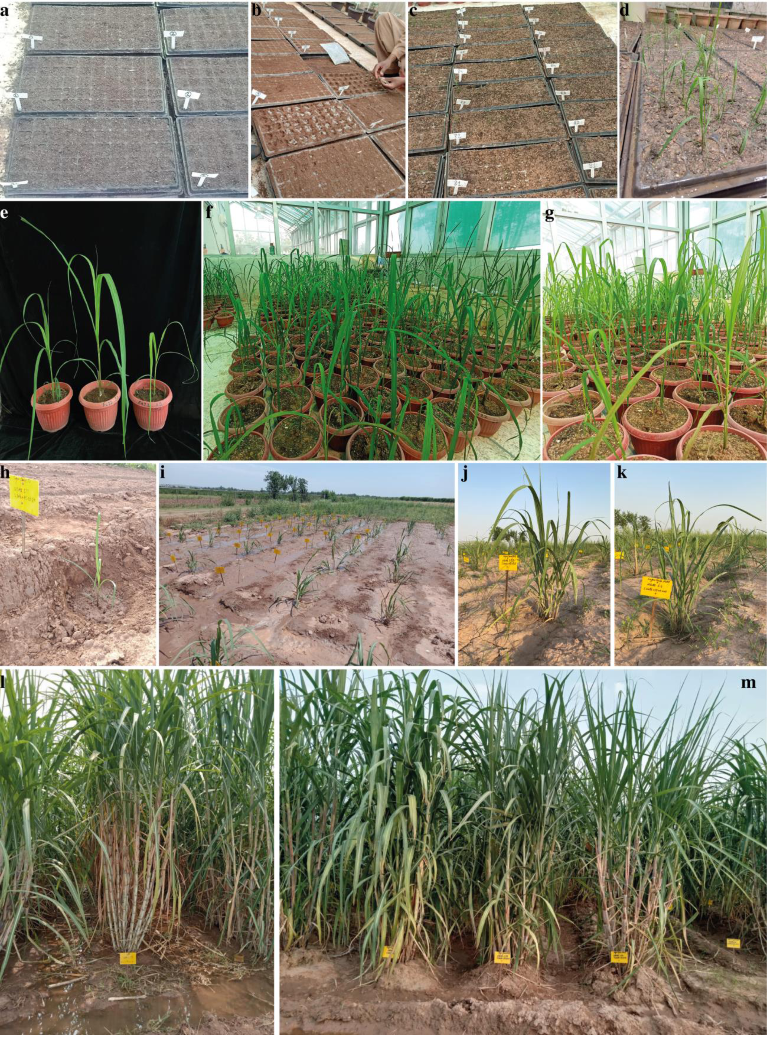 Pearson correlation coefficients for biomass traits in sugarcane