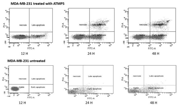 Apoptosis detection results by Anexien V FTIC-A assay.