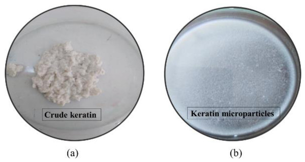 (A) Extracted crude keratin from H. indica quills at treatment condition set to mercaptoethanol 2%, Urea 7%, and reaction time 18 h; (B) Preparation of keratin microparticles from crude keratin after dispersion of keratin solution in 8% of PVA.