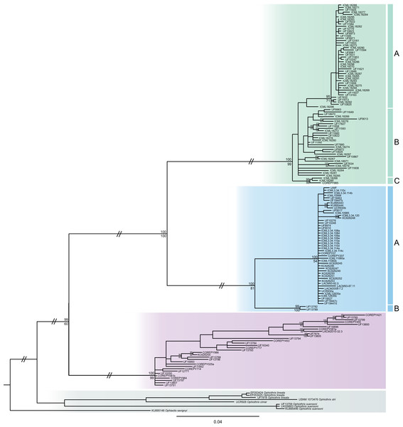 MtDNA bayesian consensus tree.