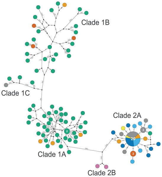 TCS haplotype network clades 1 and 2.