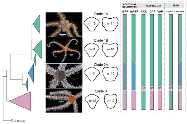 Species delimitation for Ophiothrix angulata clades based on molecular, morphological, and integrative approaches.