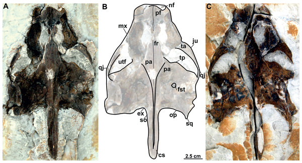 Skull and schematic drawing of Rafetus bohemicus from Břešt’any.