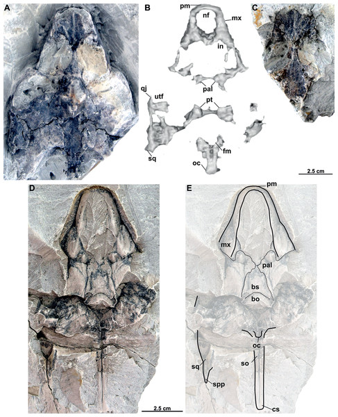 Skulls and schematic drawings of Rafetusbohemicus from Břešt’any.