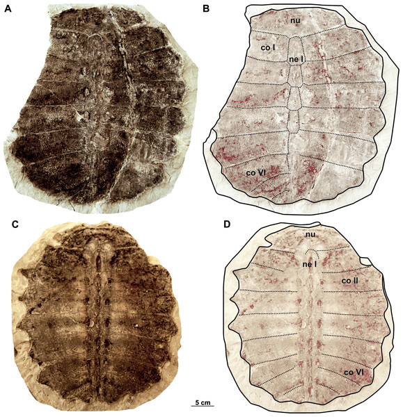 Syntype carapaces of Rafetus bohemicus from Břešt’any described by Liebus (1930).