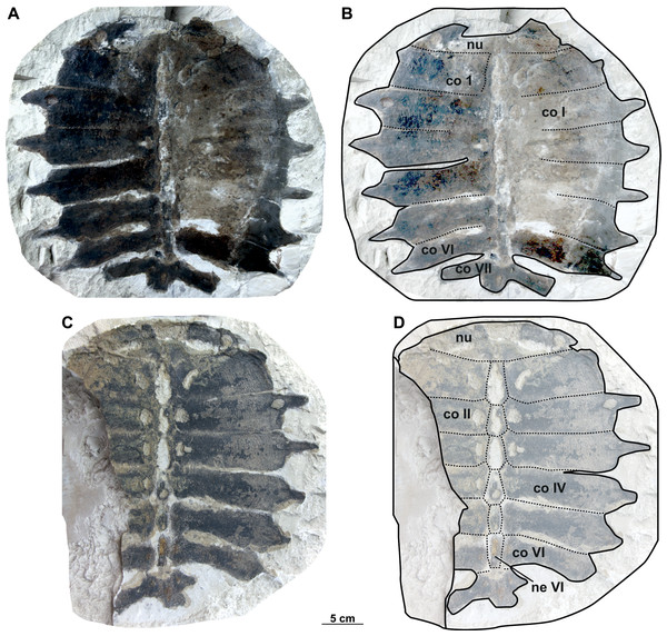 Syntype carapaces of Rafetus bohemicus from Břešt’any described by Liebus (1930).