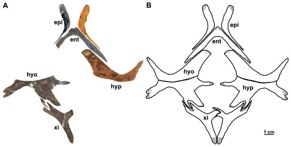 The plastron (syntype) of Rafetus bohemicus from Břešt’any.