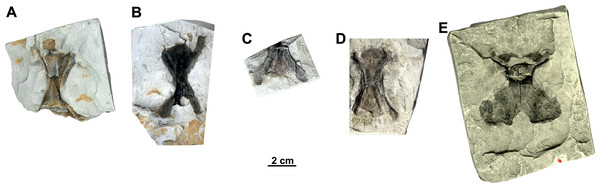 Isolated cervical vertebrae of Rafetus bohemicus from Břešt’any.