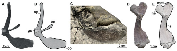 The forelimbs of Rafetus bohemicus from Břešt’any.