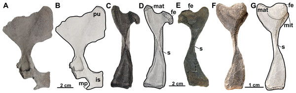 The hind limbs of Rafetus bohemicus from Břešt’any.
