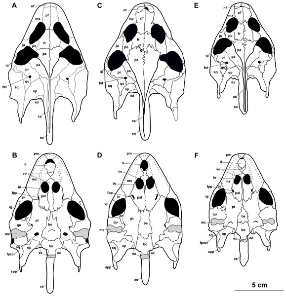The reconstruction of skulls of Rafetus species.