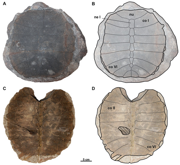 Photographs and schematic drawings of syntype material of Trionyx pontanus from Lom u Mostu (A–D).
