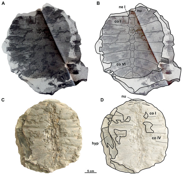 Photographs and schematic drawings of syntype material of Trionyx pontanus from Louka u Litvínova (A–D).