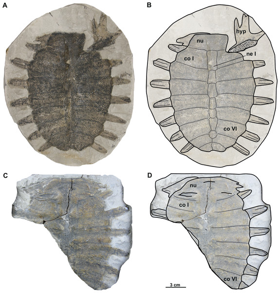 Photographs and schematic drawings of the syntype material of Trionyx preschenensis from Břešt’any (A–D).