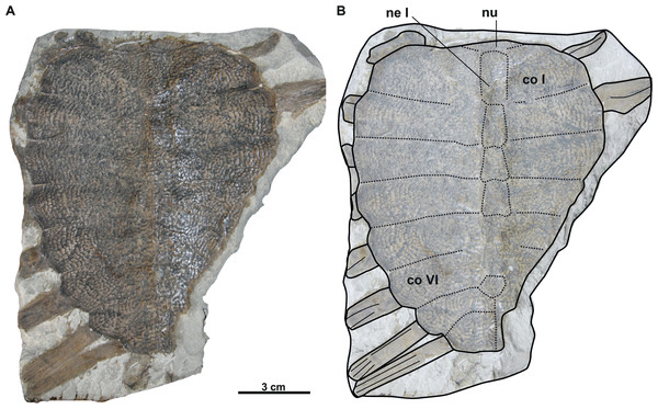 Photographs and schematic drawings of holotype material of Trionyx aspidiformis from Břešt’any (A–B).