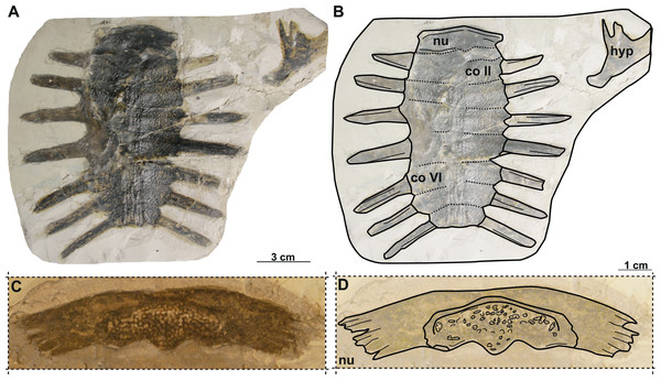 Photographs and schematic drawings of syntype material of Trionyx elongatus from Břešt’any (A–D).