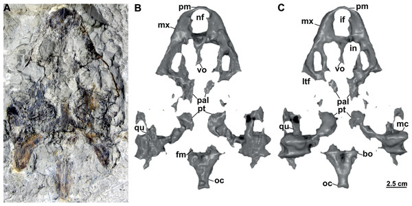 Skull and schematic drawings of Rafetusbohemicus from Břešt’any.