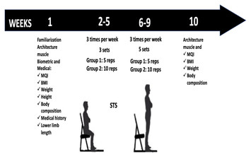 Effect of sit-to-stand-based training on muscle quality in sedentary ...