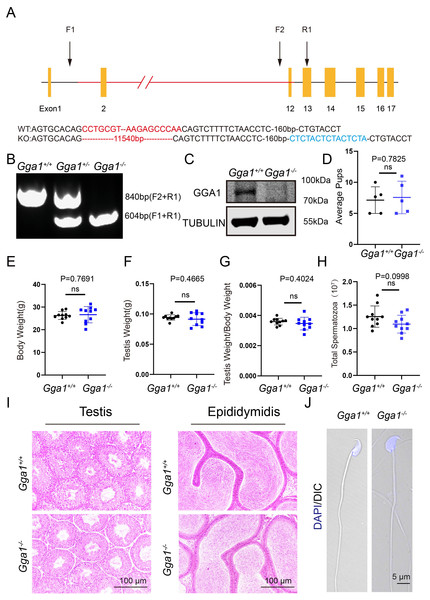 Gga1-/- mice were generated and exhibited no obvious reproductive abnormality.