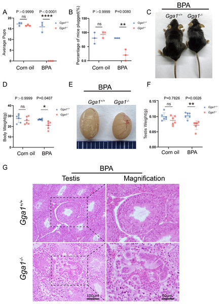 Gga1-/- male mice were sterile after intraperitoneal injection of BPA.