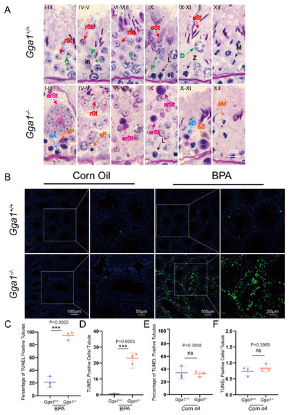 BPA treatment induced abnormal spermatogenesis and increased cell death in testes lacking Gga1.