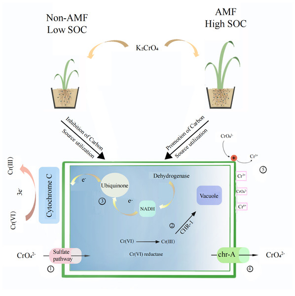 The proposed mechanism of Cr(VI) resistance with the addition of AMF increases the root-soil SOC content and thus fungal activity.