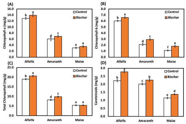 Influence of biochar on photosynthetic pigments of alfalfa, amaranth and maize under salt stress. Bars followed by different letters are significantly different according to DMRTs at 0.05 level.
