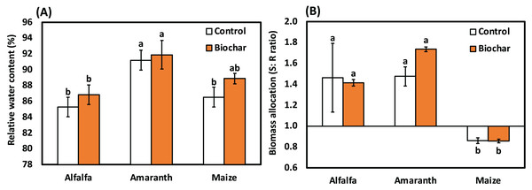 Influence of biochar on (A) The relative water content and (B) Biomass allocation (shoot:root ratio) of alfalfa, amaranth and maize under salt stress. Bars followed by different letters are significantly different according to DMRTs.
