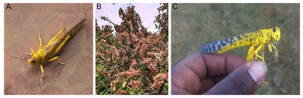 (A) and (C) are the images of desert locust. (B) Swarm of desert locust in a field in Baringo, Kenya (photo taken by Isaac Ruto).