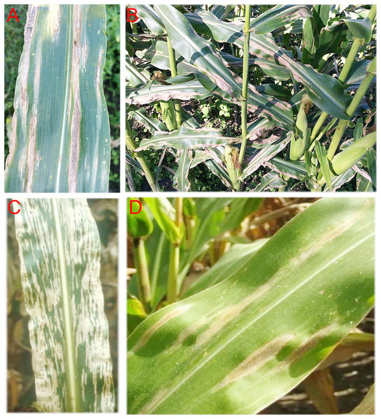 Photo of maize plants showing symptoms of Turcicum leaf blight (A) and (B) and Grey leaf spot, (C) and (D).