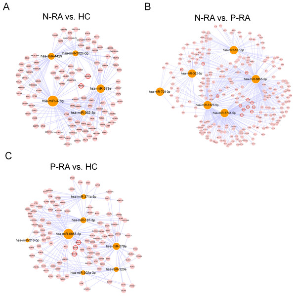 MiRNA-mRNA regulatory network between differently expressed miRNAs and target genes.