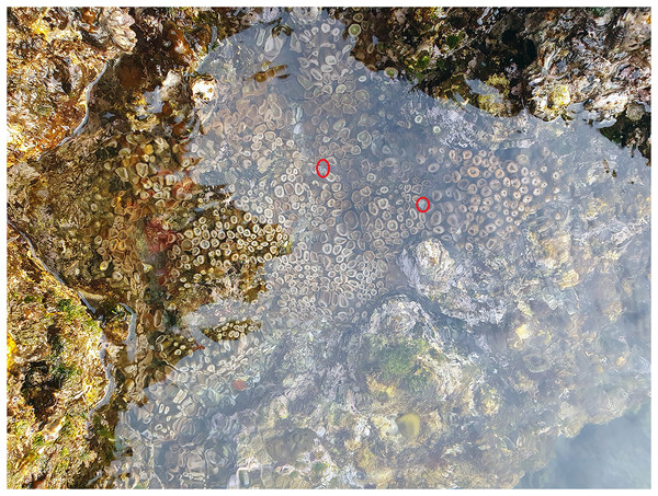 A tide pool where Calcinus vachoni was found co-occurring with the colonial anemone, Palythoa aff. mutuki.
