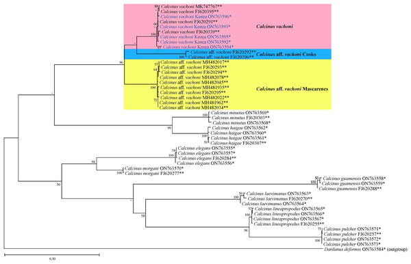 Phylogenetic tree from the maximum likelihood analysis for mtDNA cox1 sequences of Calcinus species, including Korean C. vachoni specimens (blue) and Dardanus deformis (outgroup).