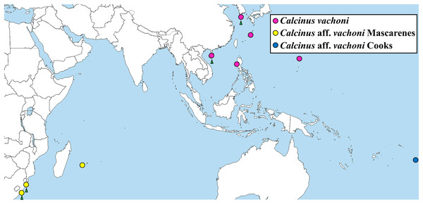 Map showing the localities of Calcinus samples whose cox1 sequences were analyzed in this study.