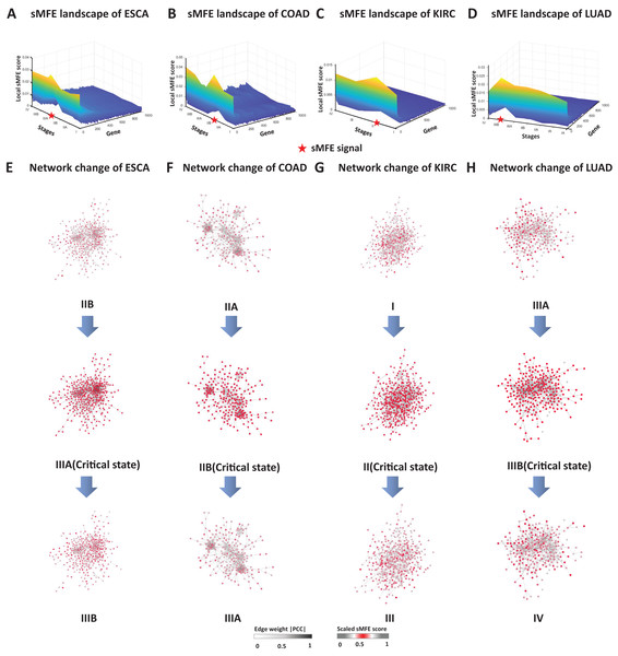 The dynamic evolution of the regulatory networks for signaling genes in ESCA, COAD, KIRC, and LUAD.